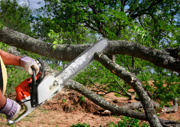 Best Tree Root Removal  in White Center, WA